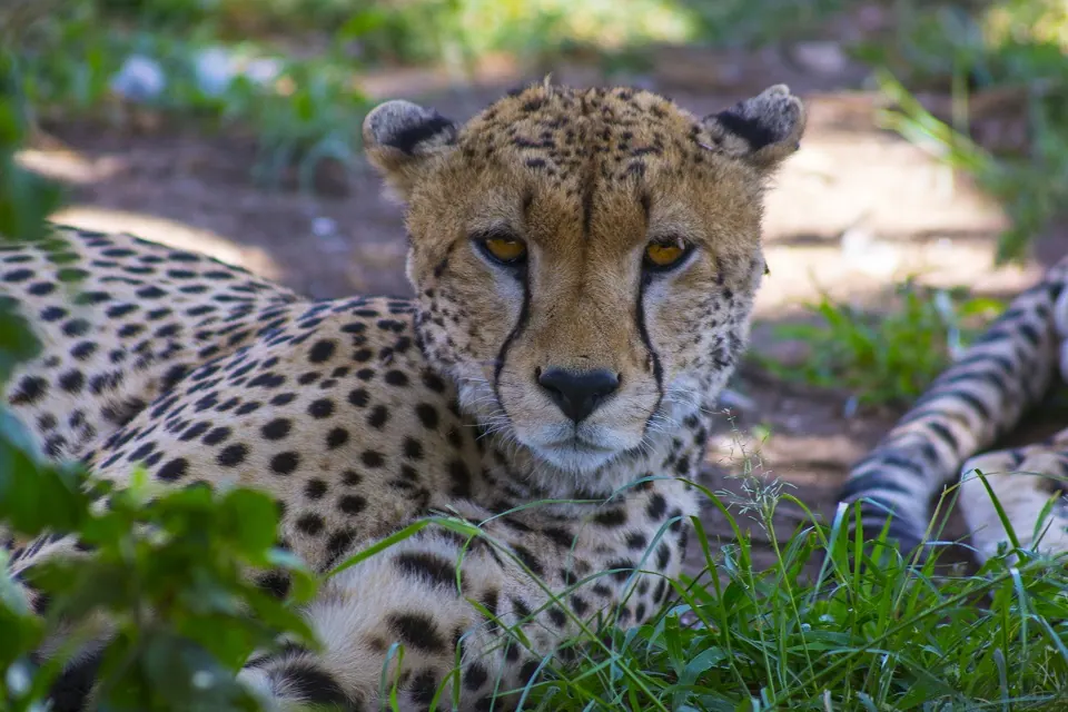 Tanzania travel image