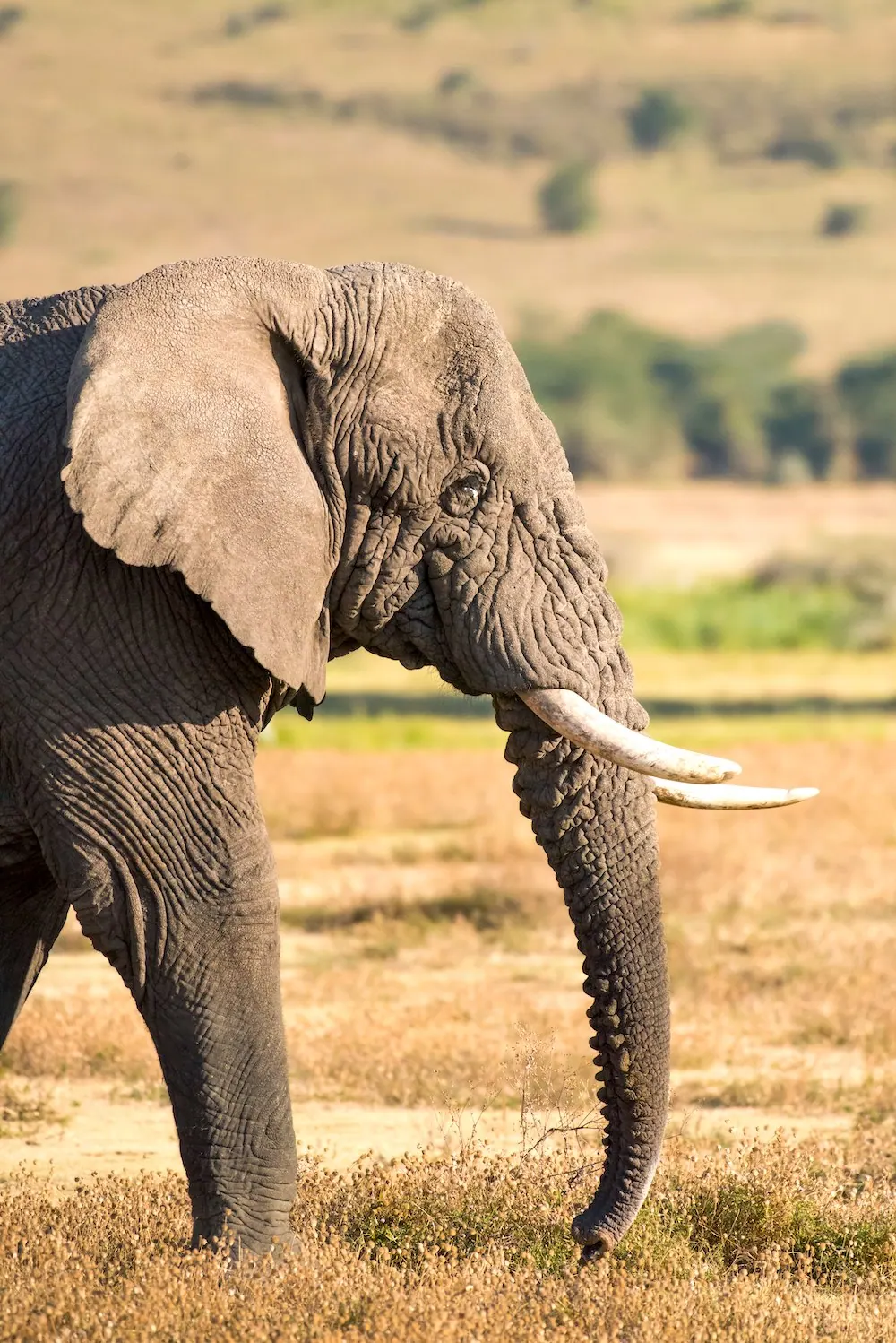 Tanzania travel image