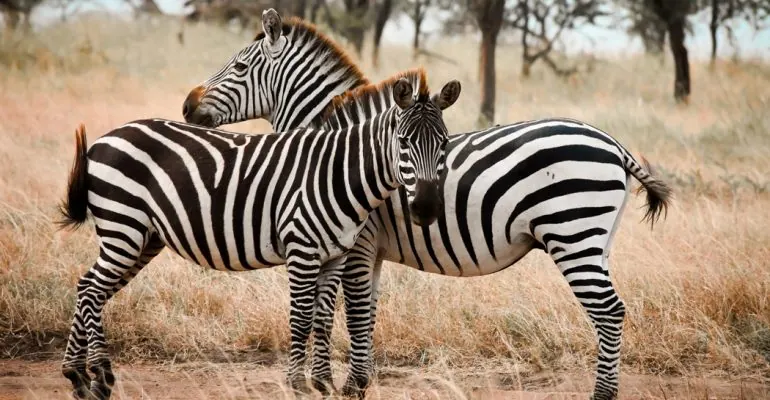 Tanzania travel image