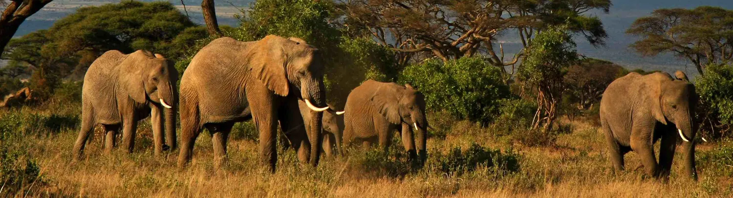 Tanzania travel image