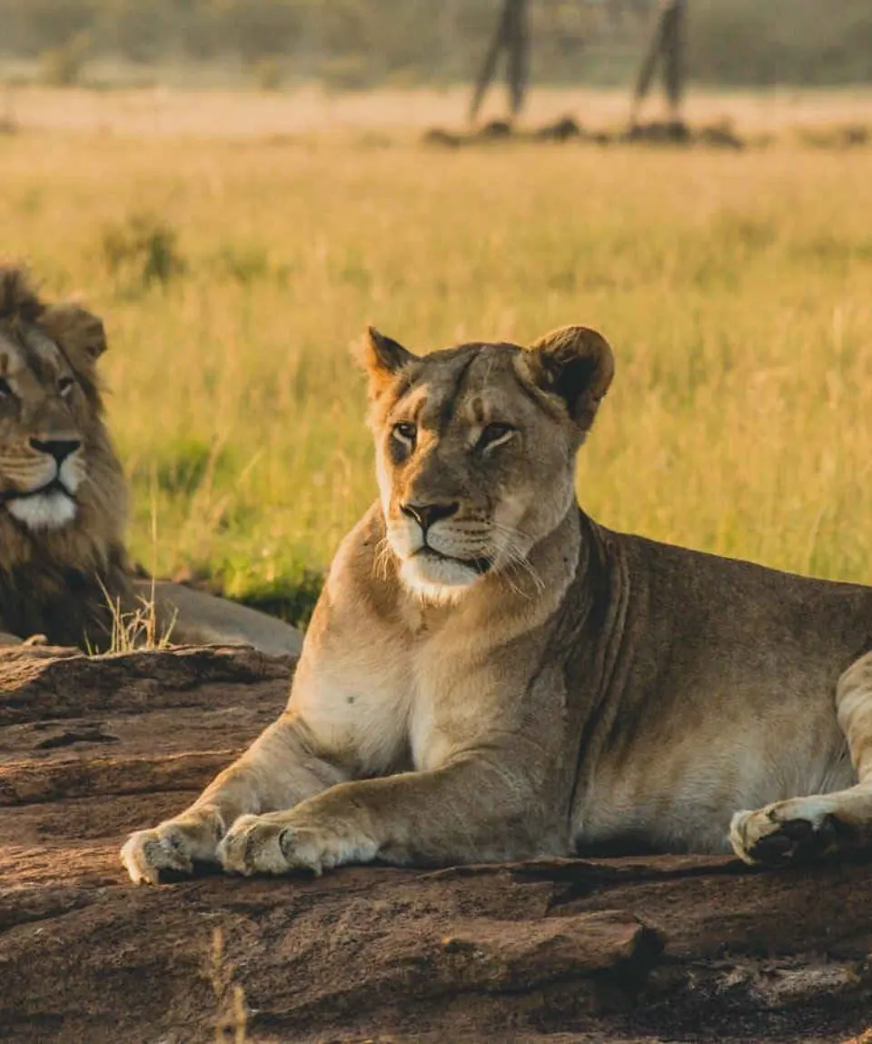 Mikumi National Park