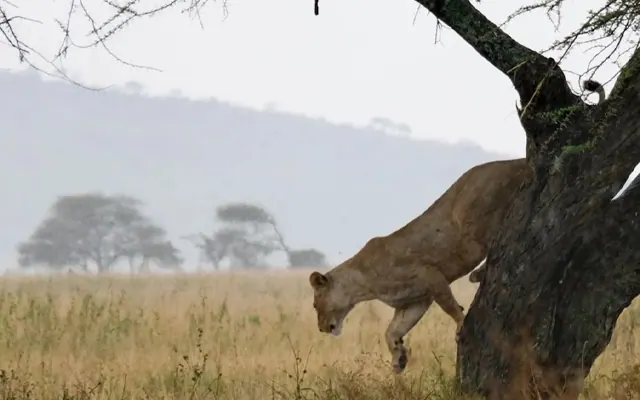 5 Days Luxury Tanzania Safari