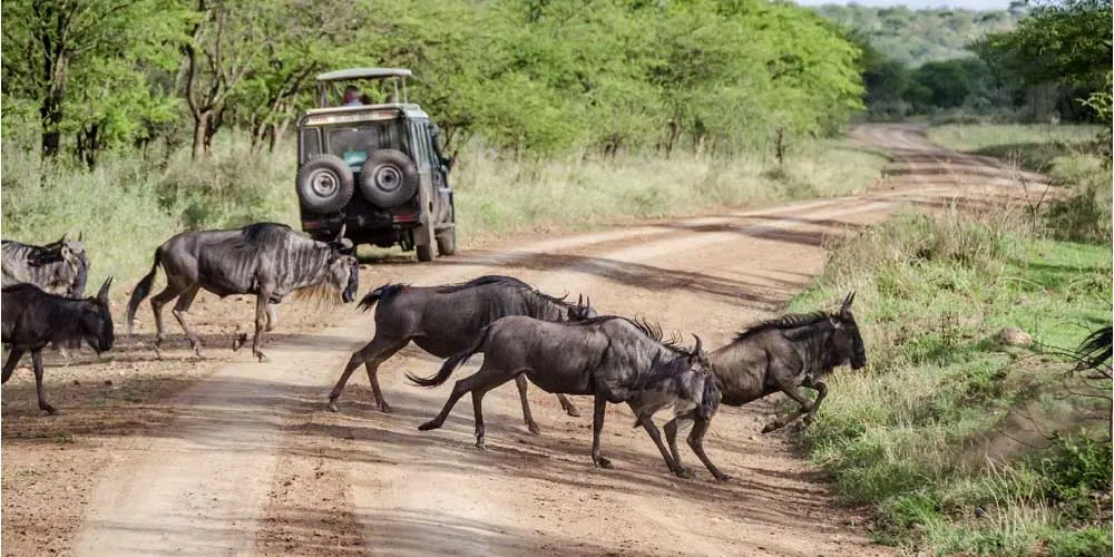 7 Days Tanzania Honeymoon Safari