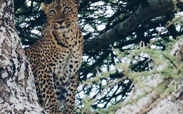 Tanzania travel image