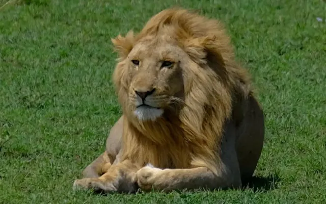 4 Days Mid-Range Tanzania Safari