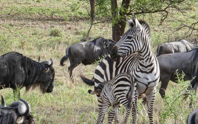 Tanzania travel image