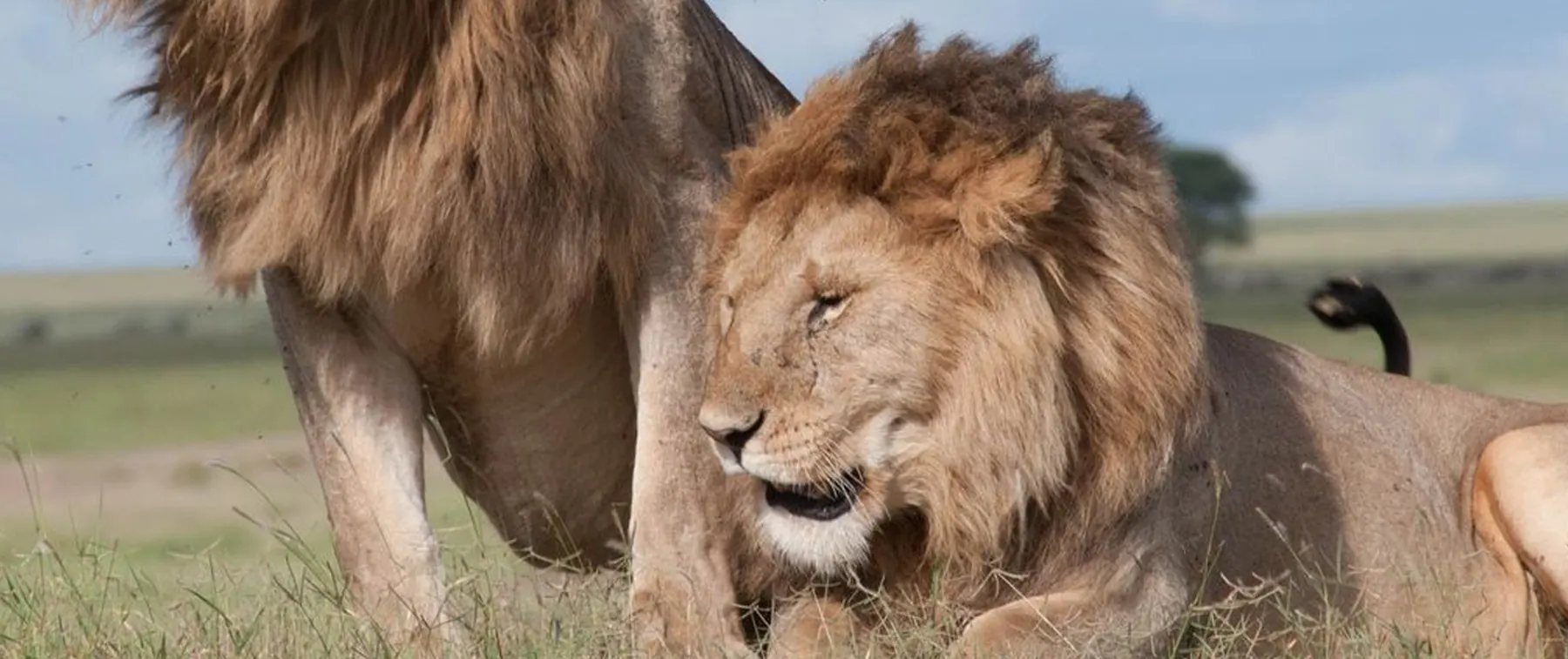 4 Days Luxury Northern Tanzania Safari