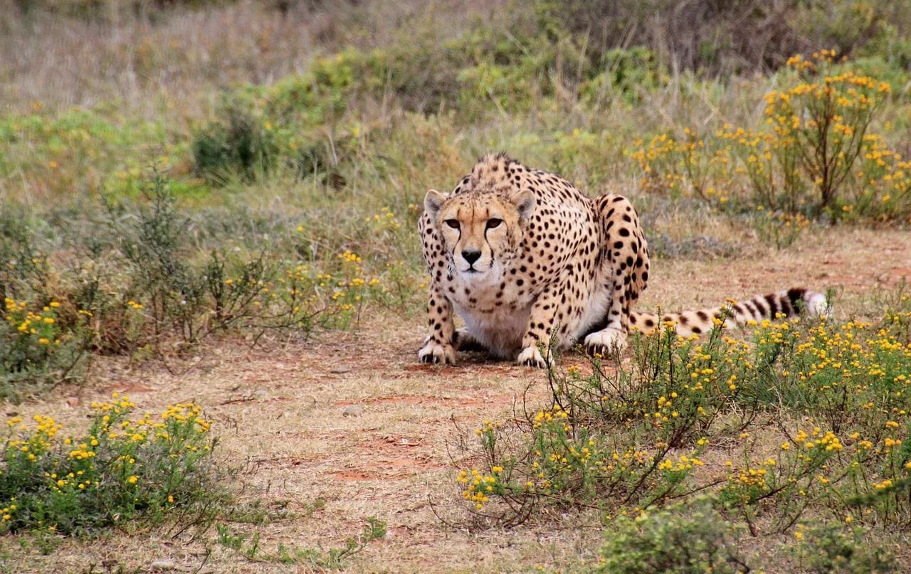 Tanzania travel image