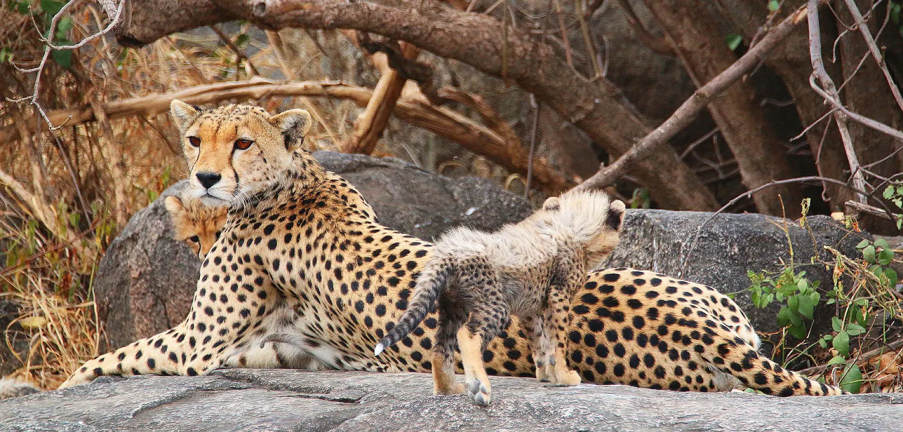 Tanzania travel image