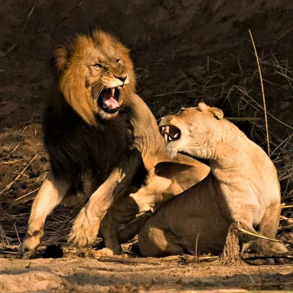 Tanzania travel image