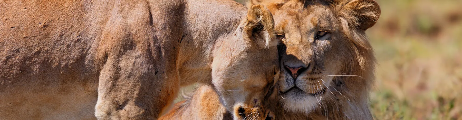 Tanzania travel image