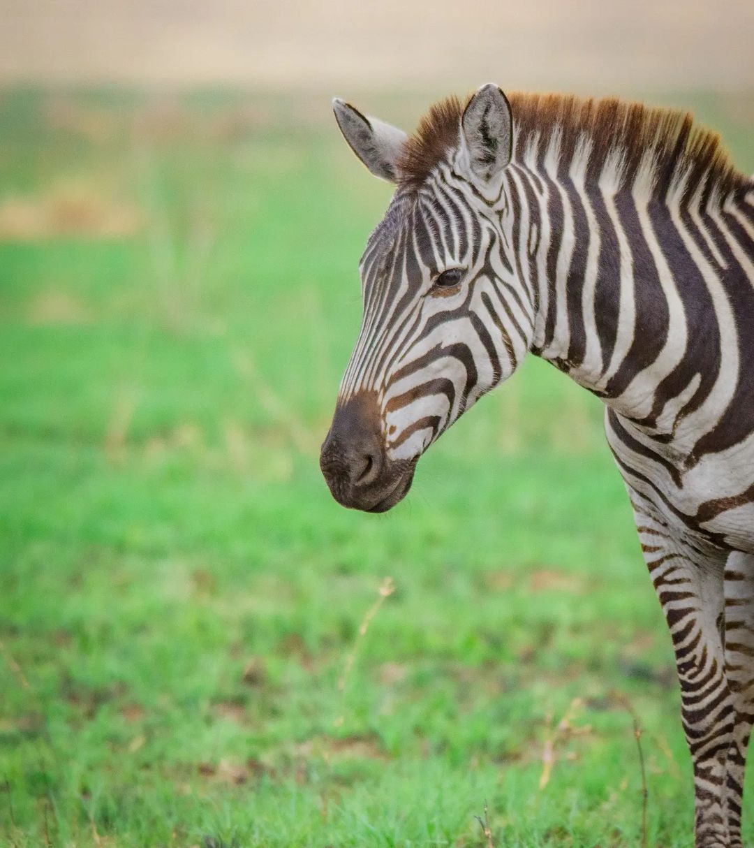 Ngorongoro Conservation Area