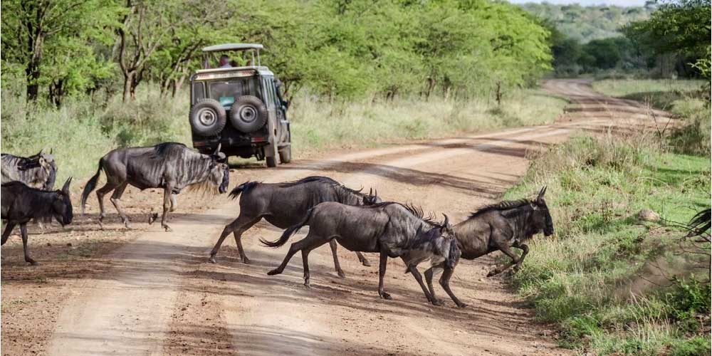 7 Days Tanzania Honeymoon Safari route area